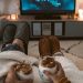 watch movies online