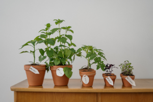 live more sustainably