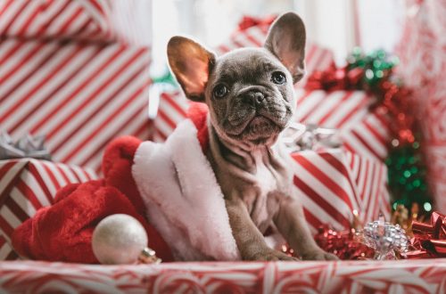 Festive Gift Ideas For Pets