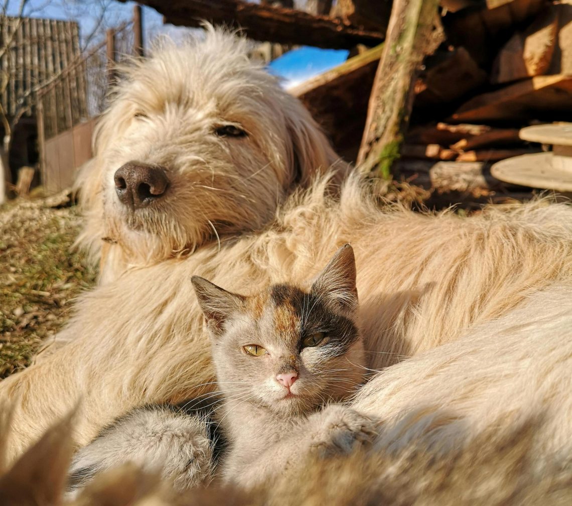 happy pet