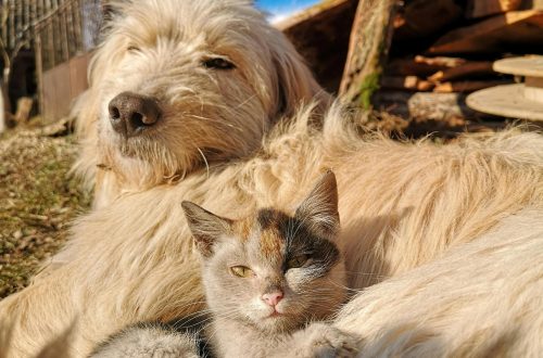 happy pet