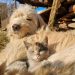 happy pet