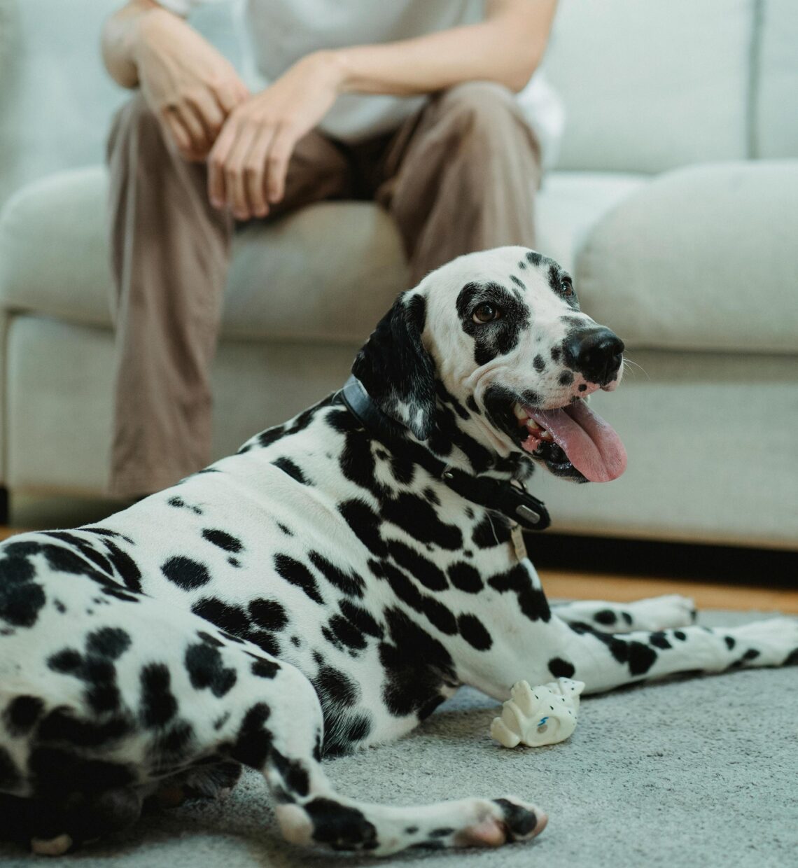 pets for loneliness
