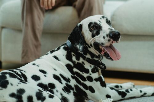 pets for loneliness