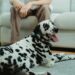 pets for loneliness