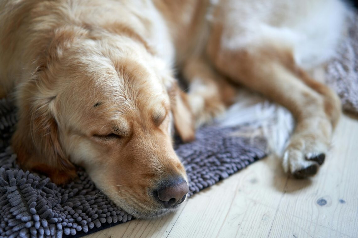 senior dog supplements