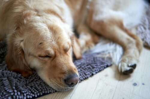senior dog supplements