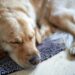 senior dog supplements
